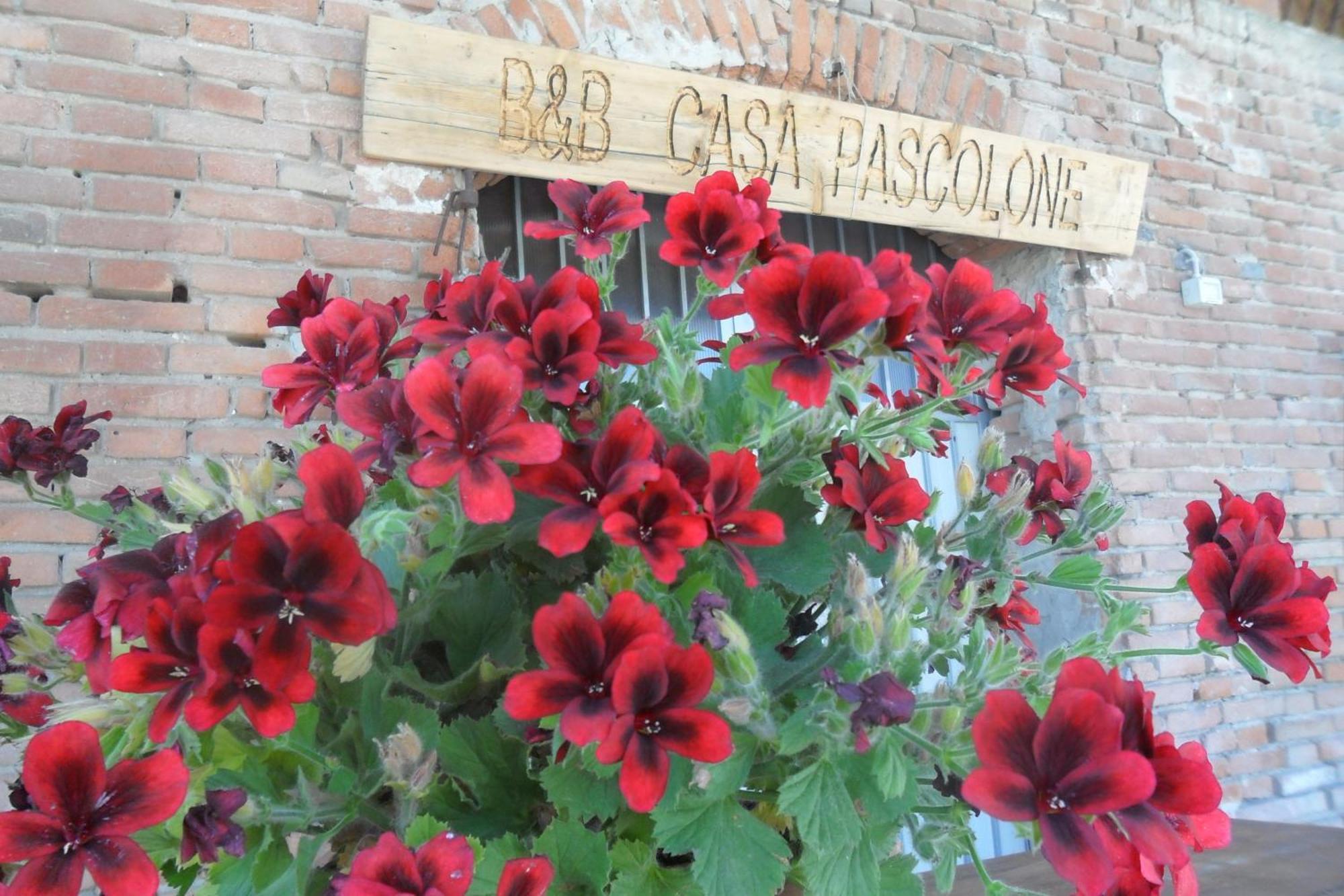 B&B Casa Pascolone ペゴニャーガ エクステリア 写真